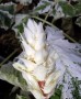 Akant miękki ‘Tasmanian angel' (Acanthus mollis)